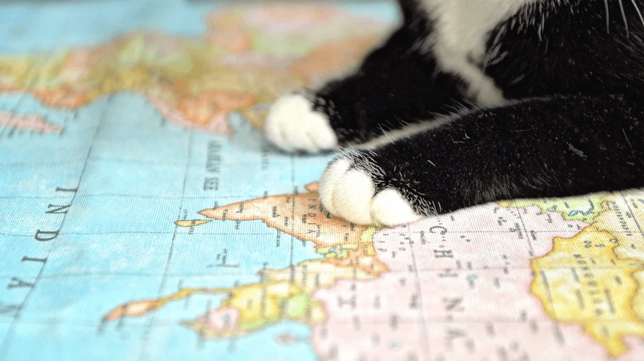 black and white cat paw on a map
