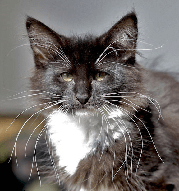black and white cat with really long whiskers