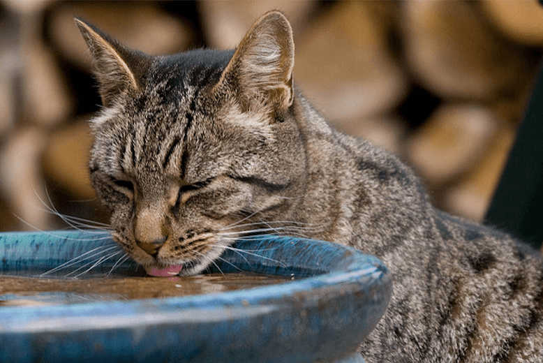cat drinking out of a wide blue bowl.png