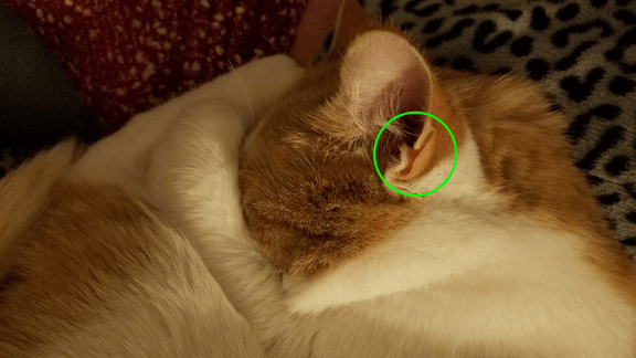 orange and white cat's ear