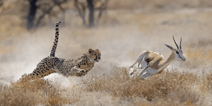 cheetah chasing springbok