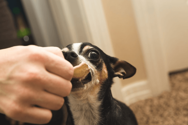 chihuahua small dog eating treat from persons hand