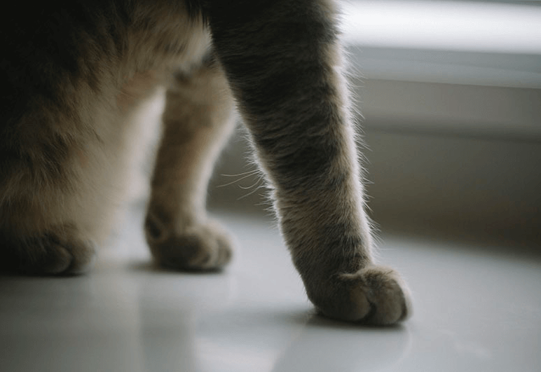 closeup of cat's foreleg whiskers.png