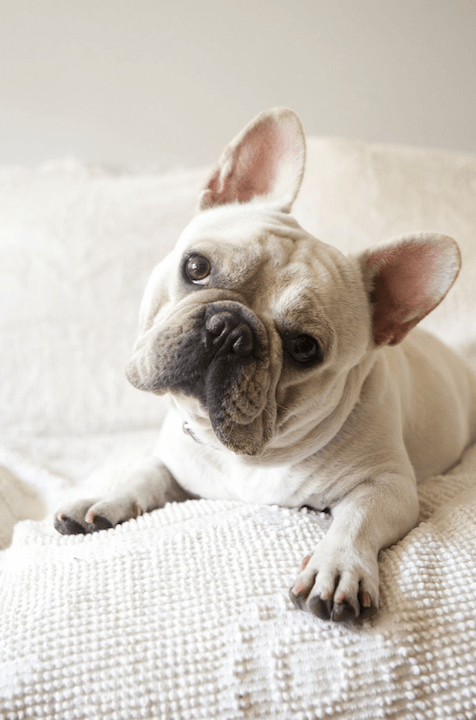 cute french bulldog lying on white blanket