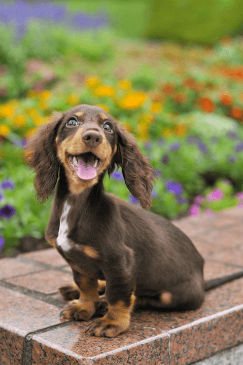 cute longhaired dachshund sitting on garden wall