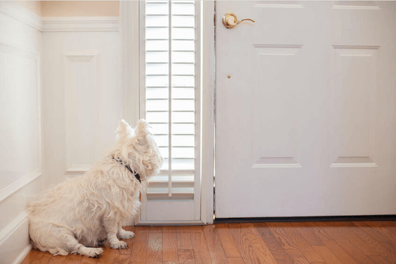 dog sitting at front door