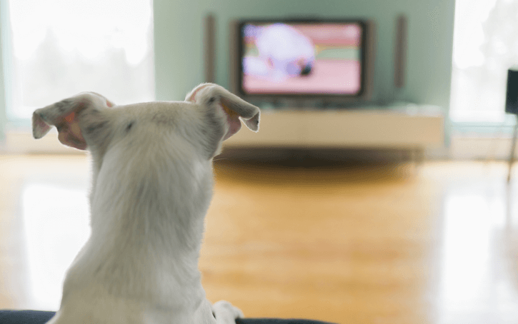 Small white dog watching tv