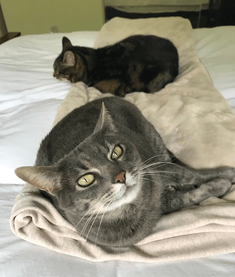 2 cats lying on a bed