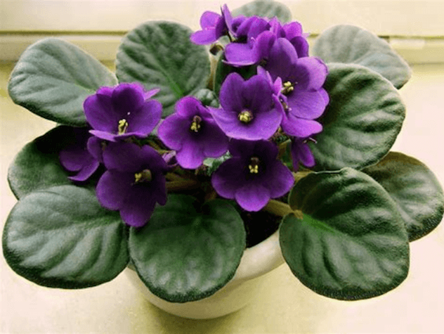 african violet plant with purple flowers in flower pot