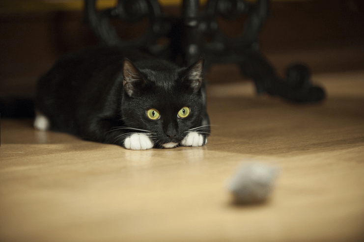 black and white cat crouched and staring at a toy