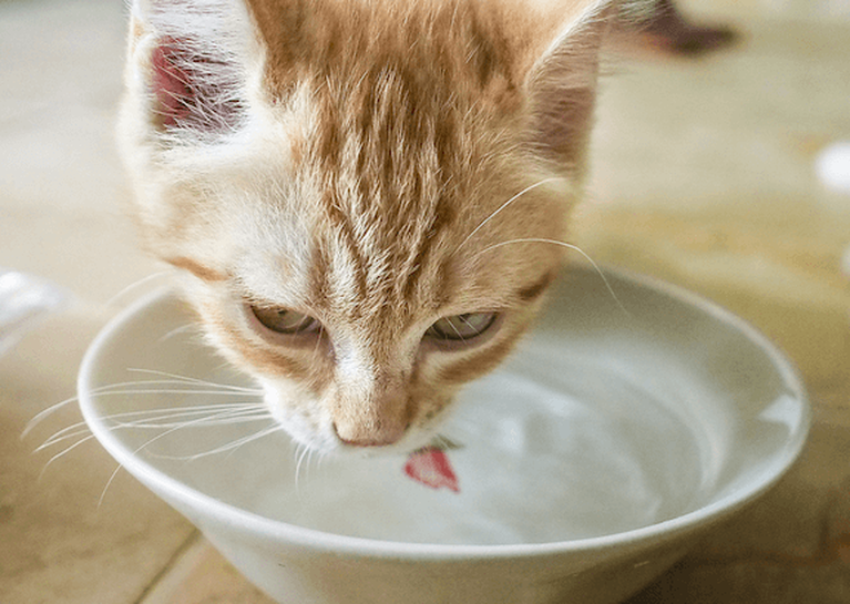 cat drinking with whiskers outside small white bowl