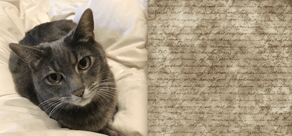 cat next to diary