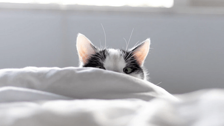 cat peeking over bed sheet