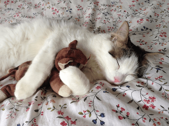 cat sleeping on bed with stuffed animal
