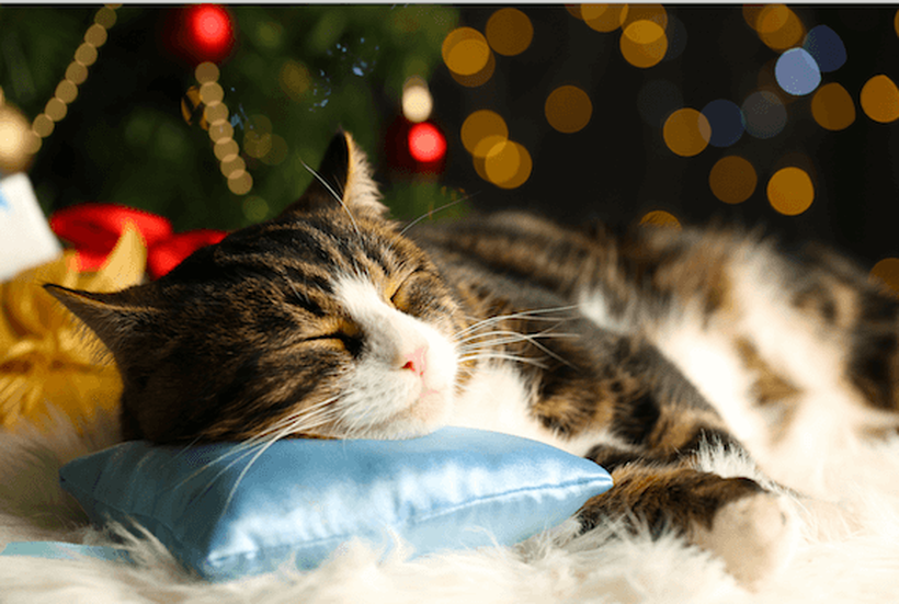 cat sleeping on blue pillow in front of christmas tree