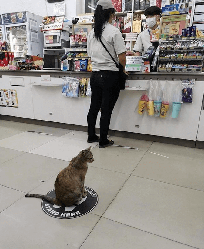 cat social distancing in checkout line
