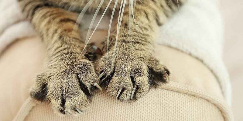 closeup of cat claws scratching furniture