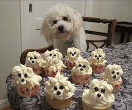 dog sitting at a table of dog cupcakes