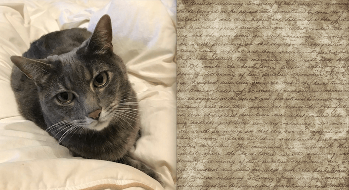 gray cat lying on silk sheet next to handwritten page