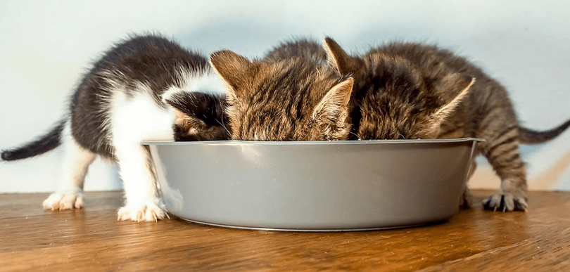 group of kittens eating from a food bowl