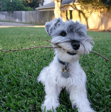 miniature schnauzer dog lying on grass