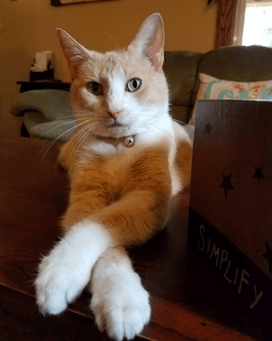 Cat with crossed paws