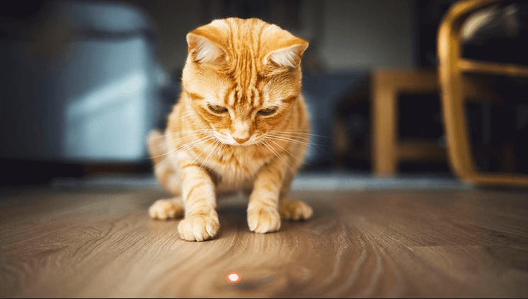 orange tabby cat staring at laser pointer on wood floor