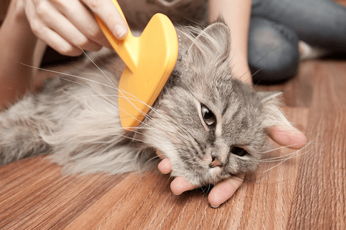 person brushing happy cat