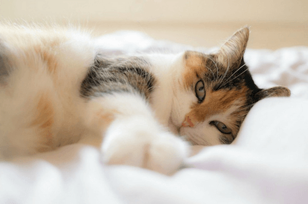 relaxed cat reaching out in bed
