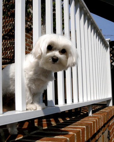 small dog social distancing looking through fence