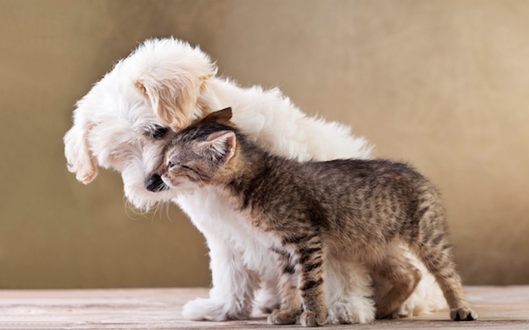 striped cat and small white dog nuzzling