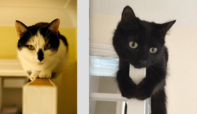 tortoiseshell cat and black cat on top of 2 doors