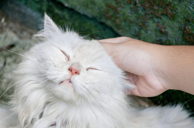 white longhaired cat with eyes closed being petted