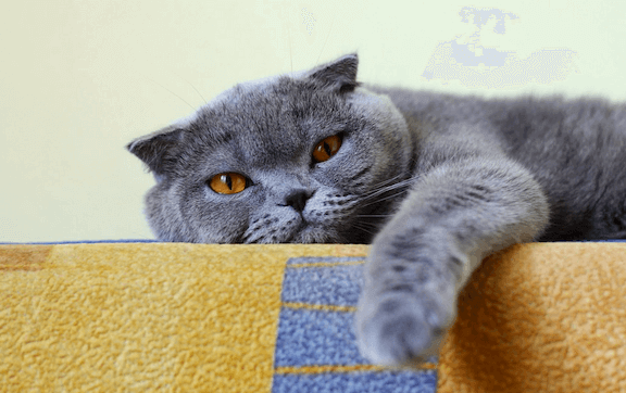 gray cat purring
