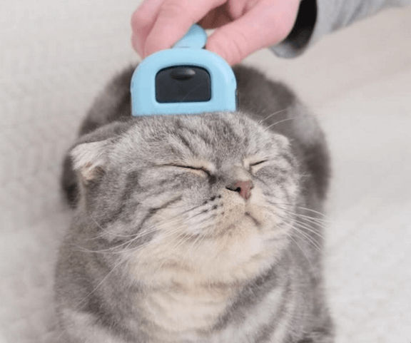 cat with furminator