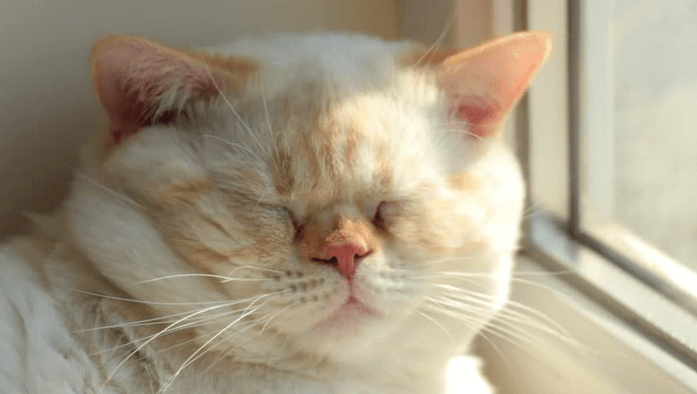 orange and white cat with eyes closed and white whiskers.png