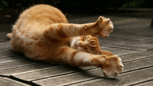 orange cat stretching on its side