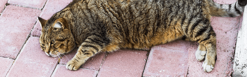 overweight cat lying on its side