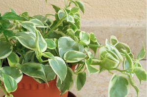 pepperomia plant