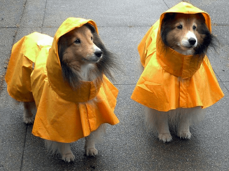 2 small dogs wearing raincoats