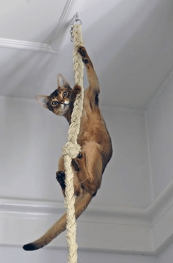 Abyssinian cat climbing a braided rope