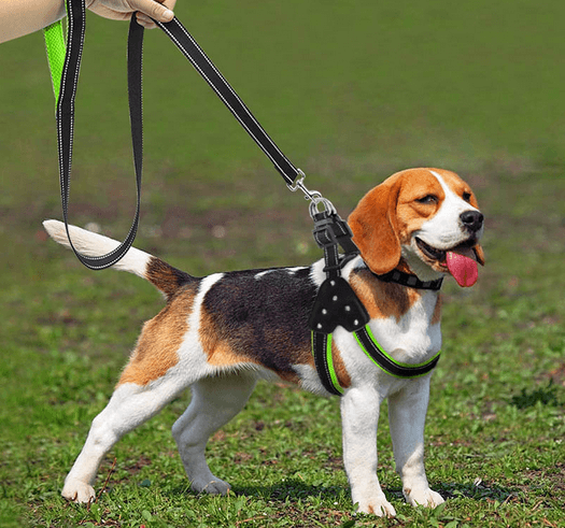 beagle small dog standing wearing harness and leash