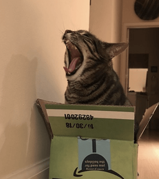 tabby cat in box huge yawn