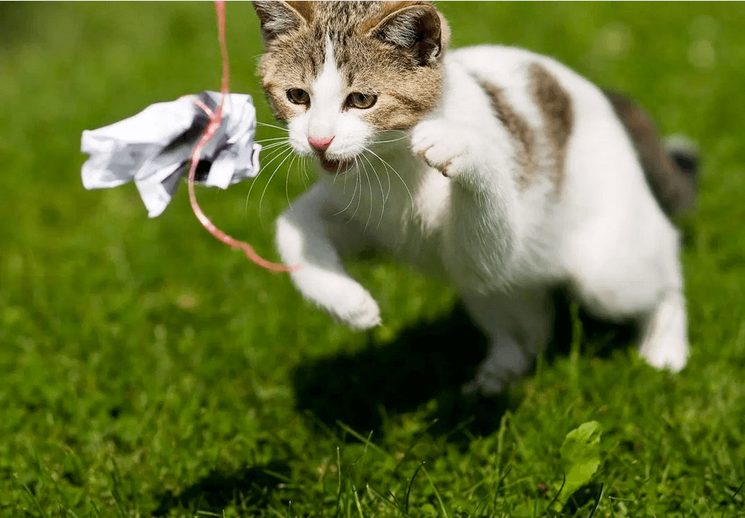 cat on grass chasing toy on a string