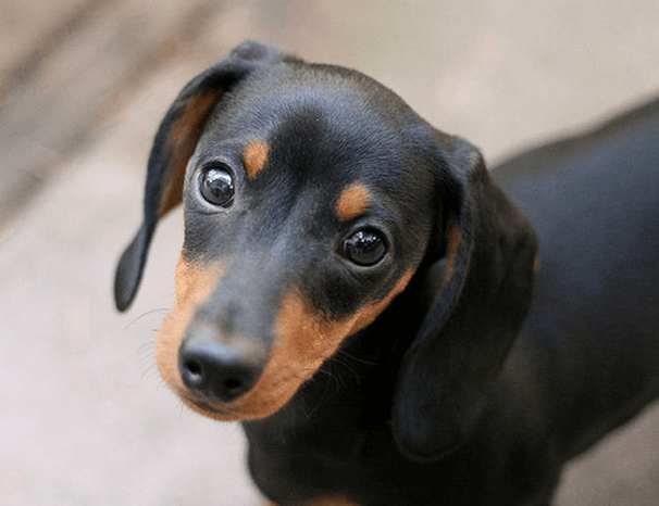 closeup of dachshund puppy