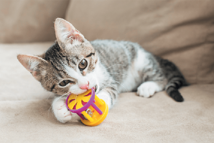 kitten chewing and grasping toy