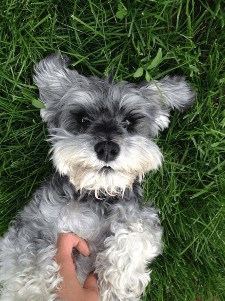 miniature schnauzer dog face up in grass face up