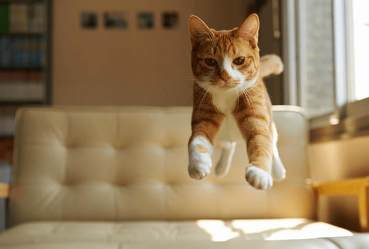 orange and white tabby cat leaping off couch