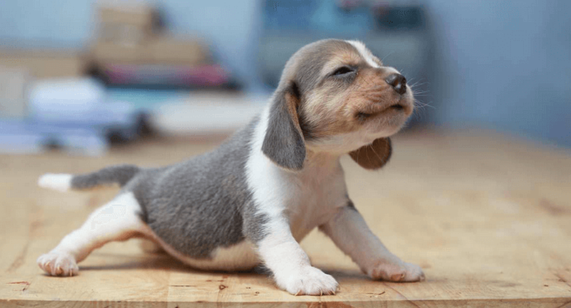 puppy stretching upward on wood floor