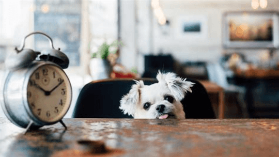 small dog peeking over a table with a clock